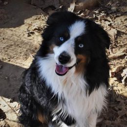 Buckey - Miniature Australian Shepherd