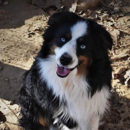 Buckey - Miniature Australian Shepherd