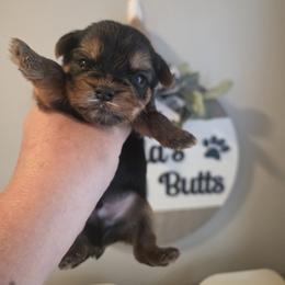 Axel - Black and tan male Yorkshire Terrier puppy in Clermont, Florida from Bella's Prissy Butts