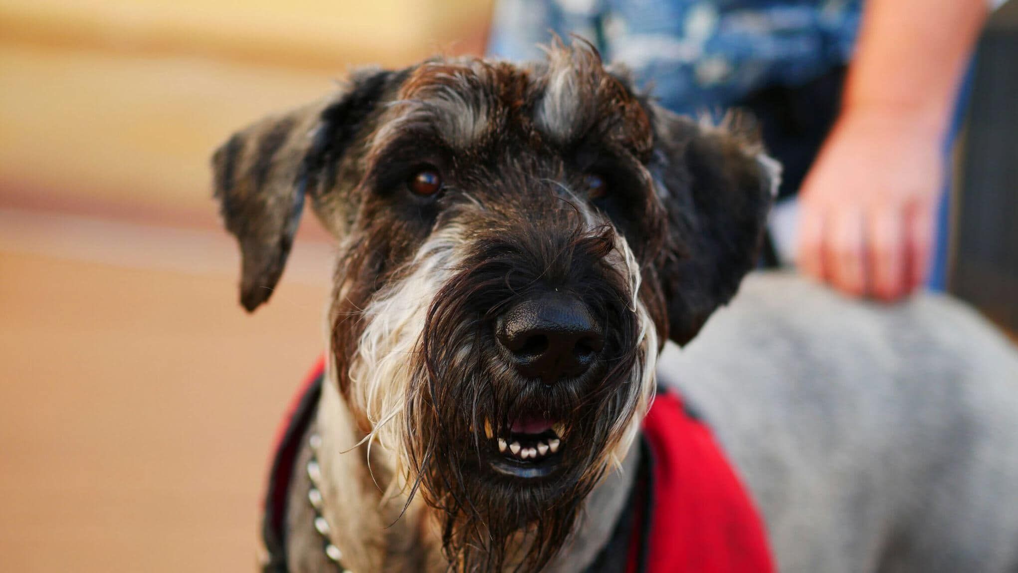 Delaine Lowry's Giant Schnauzers In Florida 