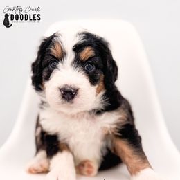 Pete - Tri-color male Bernedoodle puppy in Tipton, Indiana from Country Creek Doodles