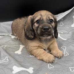 Shaded Cream Girl - Cream female Dachshund puppy in Spanaway, Washington from 11 Oaks Kennels