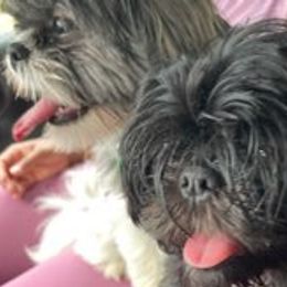 Shih Tzus from NINKENNEL