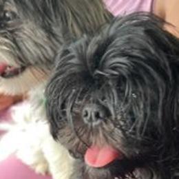 Shih Tzus from NINKENNEL