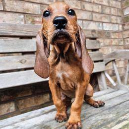 Autumn - Red female Colombian Fino Hound puppy in Kingston, Tennessee from Fino Hounds USA