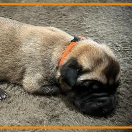 Orange - Fawn male Anatolian Shepherd Dog puppy in Clark, Wyoming from Fyne Acres