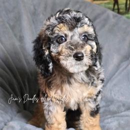Neytiri - Blue merle female Aussiedoodle puppy in Cleveland, Georgia from Jam's Doodles And Poodles