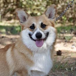 Pembroke Welsh Corgis from Dragon Ridge Corgis