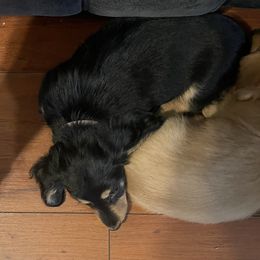 Dachshund Puppies from JRED Leach