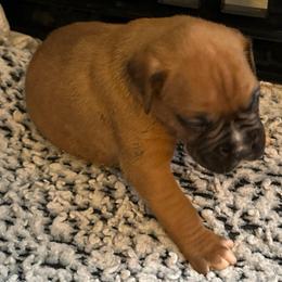 Boy 3 - Fawn male Boxer puppy in Lakeland, Florida from Cote's Boxers