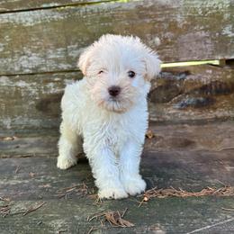 Jack - White male Miniature Schnauzer puppy in Clover, South Carolina from Bobo’s Babies Kennels