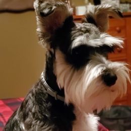 Bebe - Miniature Schnauzer