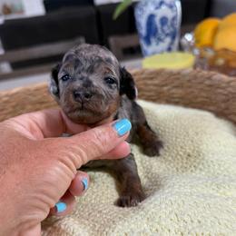 Opal - Merle female Goldendoodle puppy in Indiahoma, Oklahoma from Farm Fresh Doodles