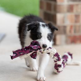 Border Collie Puppies from High Point Border Collies