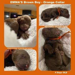 Brown Orange Collar Boy - Brown male Poodle puppy in Charlo, Montana from Heavenly Hilltop Farm