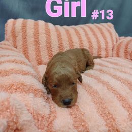Goldendoodle Puppies from Georgetown designer dogs and purebred puppies