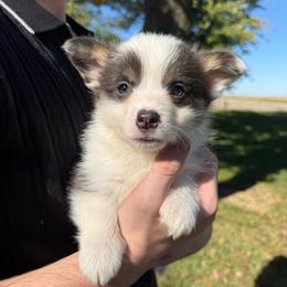 Ember - Blue female Pembroke Welsh Corgi puppy in Paxton, Illinois from McGovern Family Corgis