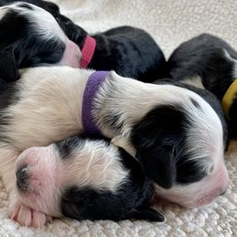 Goldendoodle Puppies from Patriot Puppies