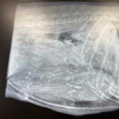 Chesapeake Bay Retriever Puppies from Chesi-Bay