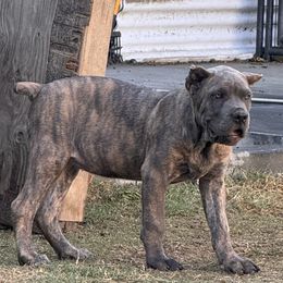 Sasha-Purple Collar - Gray brindle female Cane Corso puppy in Compton, California from Urban League Cane Corso