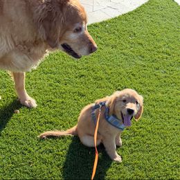 Golden Retriever Puppies from Retrievers Gold AZ