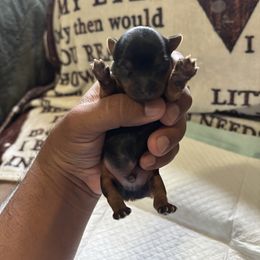 Male 1 - Blue and gold male Yorkshire Terrier puppy in Pomona, California from Carbajal Yorkshire Terriers