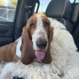 Gerti Girl - Basset Hound