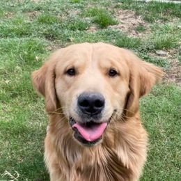 Golden Retriever All Grown Up from Trisha Ferris' Golden Retrievers