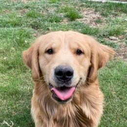 Golden Retriever All Grown Up from Trisha Ferris' Golden Retrievers