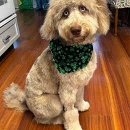 Aussiedoodle and Bernedoodle Puppies from LolliPop Farms