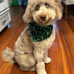 Aussiedoodle and Bernedoodle Puppies from LolliPop Farms