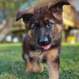 Grill - Dog Days of Summer Litter - Black and red male German Shepherd puppy in Columbus, Indiana from Stony Lonesome GSD