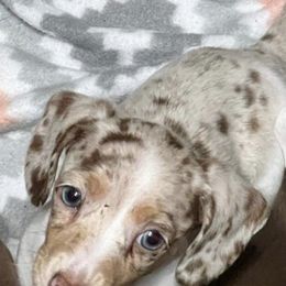 Dachshunds from Kathys Dachshund Kuties