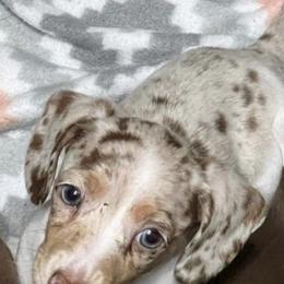 Dachshunds from Kathys Dachshund Kuties