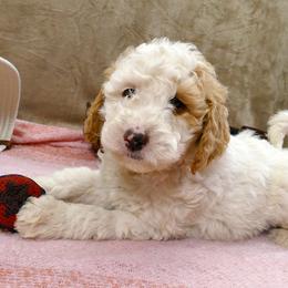 Bernedoodle and Goldendoodle Puppies from Doodles are Amazing