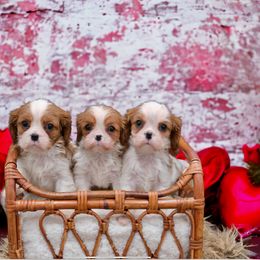 Cavalier King Charles Spaniel Puppies from Capall Cavaliers