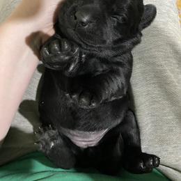 Labrador Retriever Puppies from R Little Retrievers