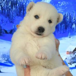 Godzilla - White male Siberian Husky puppy in Miami, Florida from Blue Moon Huskies