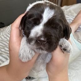 Wirehaired Pointing Griffon Puppies from Twenty-Mile Griffons