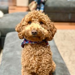 Brutus - Goldendoodle