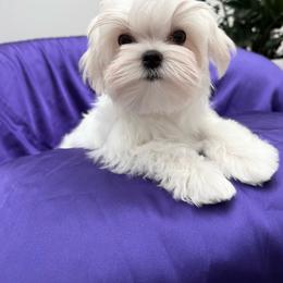 Bella Dolce's Maltese - White female Maltese puppy in Phoenix, Arizona from Bella Dolce Maltese