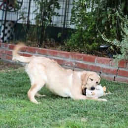 Labrador Retriever puppies from Twisted Ranch Retrievers