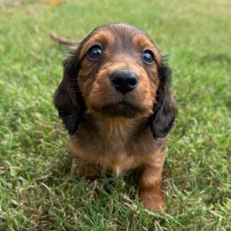 Gaston - Red male Dachshund puppy in Rogers, Arkansas from Mini Paws Over the Moon Dachshunds
