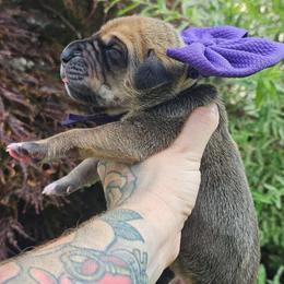 Dark purple collar - Fawn female Great Dane puppy in Warren, Ohio from Loyal-Loves Great Danes