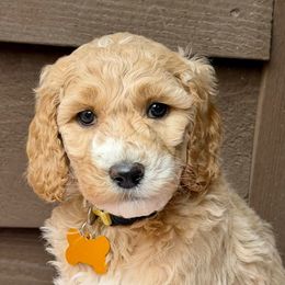 Miss Yellow - Apricot female Australian Labradoodle puppy in Mount Gilead, North Carolina from Tillery Labradoodles