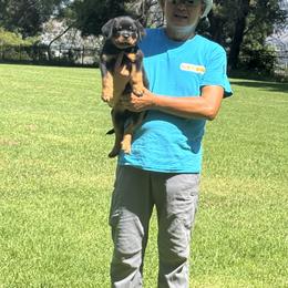 Rottweiler Puppies from Vom Haus Fantasy Rottweiler Kennel