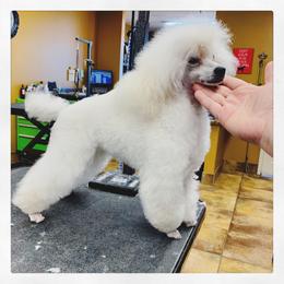 Poodle Puppies from Araceli Toy Poodles