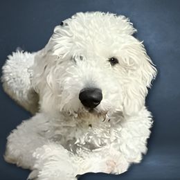 Axl - Goldendoodle