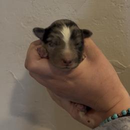 Ace - Blue merle male Border Collie puppy in North Lakeport, California from Wild Rose Ranch