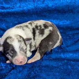 Sage - Blue merle male Miniature Australian Shepherd puppy in Lufkin, Texas from Texas Lil Cowdogs